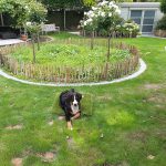 Honden en natuurgras