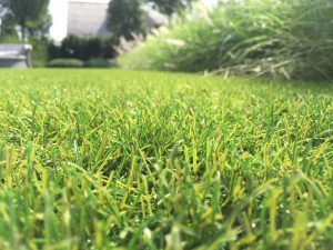 Natuurlijk kunstgras Sense