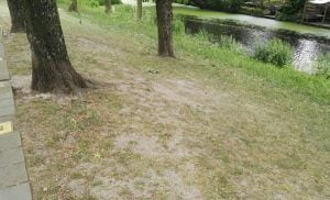 Kale plekken in het gras-onder-de-boom-600x363